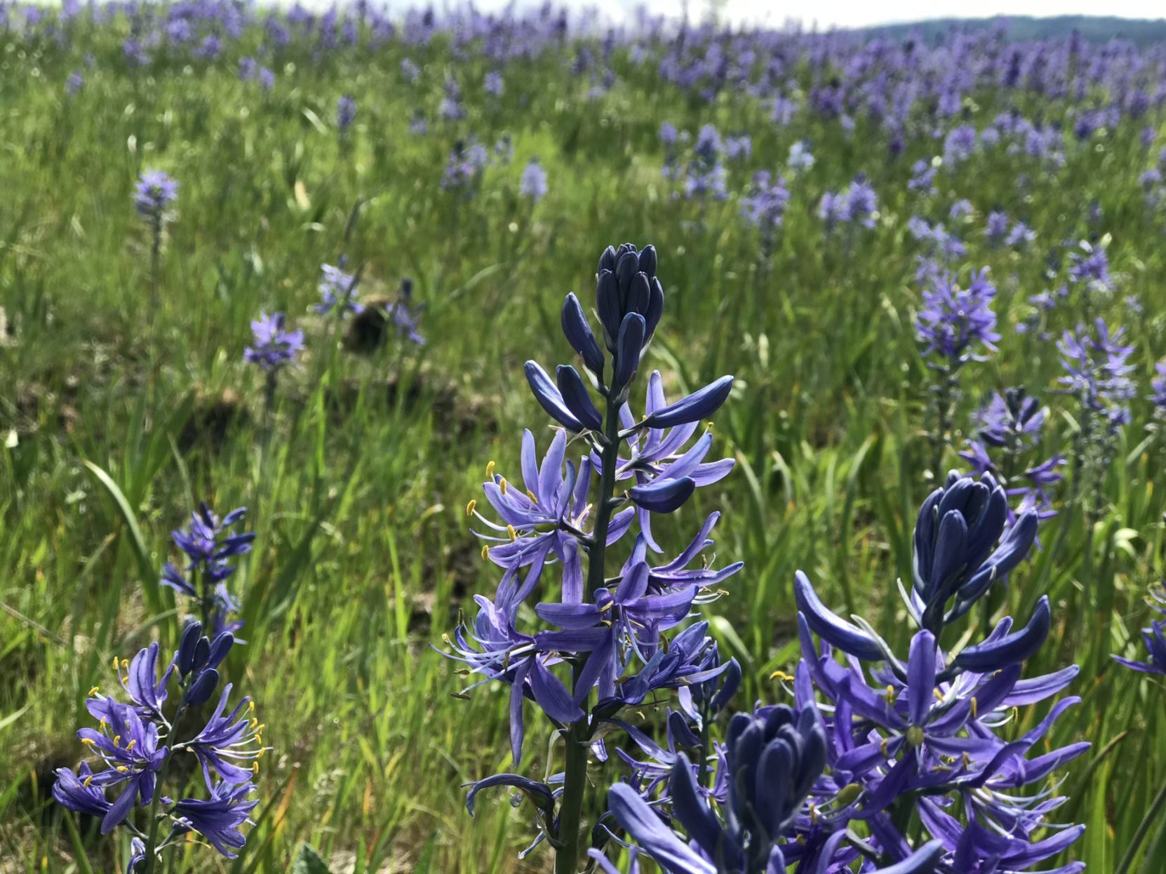 Camas Lily blooms